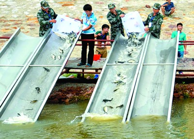 　　放流鱼苗。