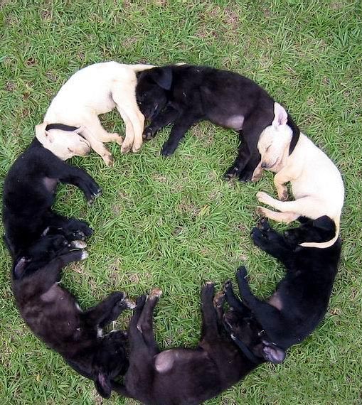 可爱动物排排站