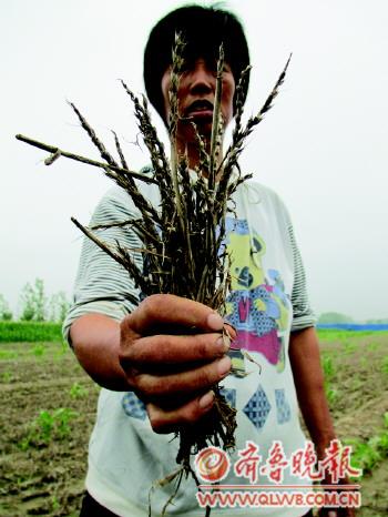 　　村民向自己展示受影响的麦子。