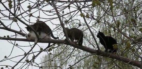 可爱动物排排站