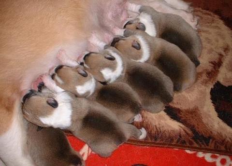 可爱动物排排站