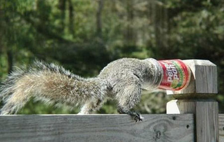 动物离奇悲催时刻