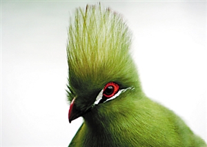 吃水果的绿毛鸟