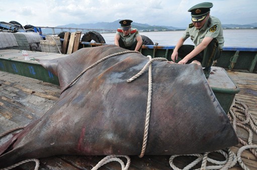 巨型蝠鲼被称水下魔鬼 实际温和小鱼为食