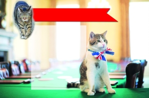 英国第一猫被降职_资讯频道_凤凰网