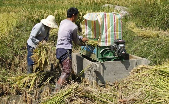 农民机收稻谷忙_资讯频道_凤凰网