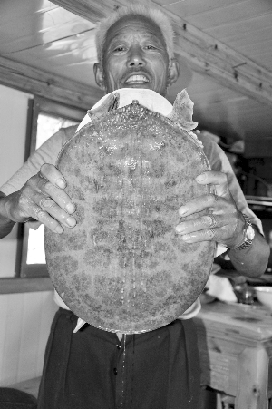 扬州 大运河里捞起13斤重甲鱼王