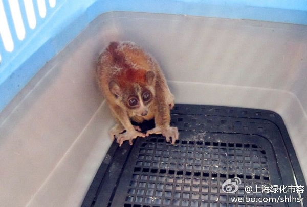 松江一小区惊现大眼泼猴 系国家一级保护动物