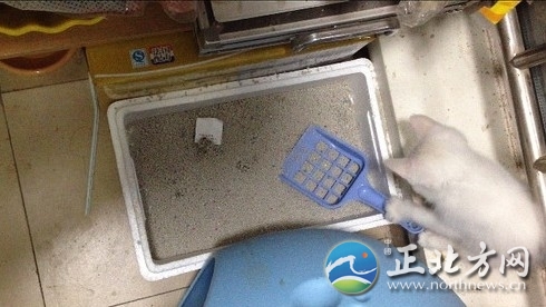 猫咪正在自己用小铲子清理猫砂