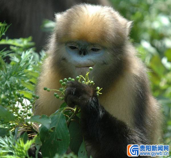 贵州省第三代黔金丝猴身体状况良好