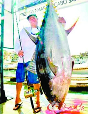 如何杀黄鳍金枪鱼 adaf33fdc2e15da001be355419ef519f.jpg