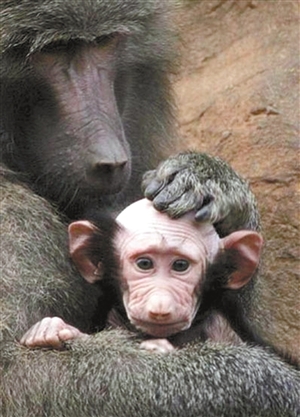 小狒狒被母爱舔成秃头_资讯频道_凤凰网