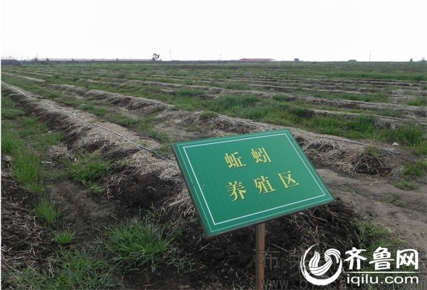 山东高青建国内最大蚯蚓养殖基地