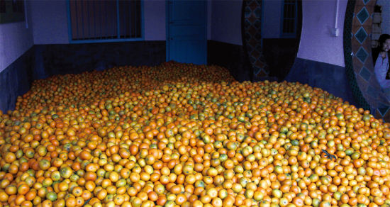 湖南石门困 橘 :45万吨柑橘滞销 5毛1斤没人要