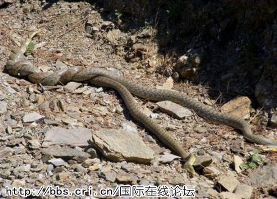 实拍双蛇缠绕交配过程
