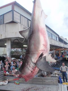 台湾宜兰一渔场捕获1只重约1吨半凶猛大白鲨(图)