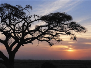 去肯尼亚拍野生动物
