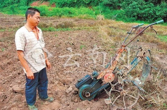 景洪一女子遭野象攻击身亡 9名种瓜人躲进涵洞