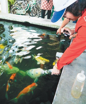 台一农场主用奶瓶为锦鲤喂奶 游客惊奇(图)
