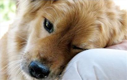 动物上岗证有用吗?我是在研医学生,学校说要考