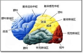 高血压易导致重要的颞叶部分受损.图片