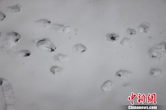 图为12月19日发生的豹子吃羊事件豹子留下的脚印 涉县宣传部供图 摄