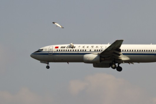 摄友称拍到鸟撞国航客机 国航回应无异样