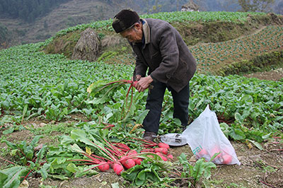 山村一亩三分地_二亩地收入
