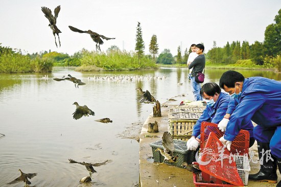 重点保护野生动物广州大学城湿地公园重归大自