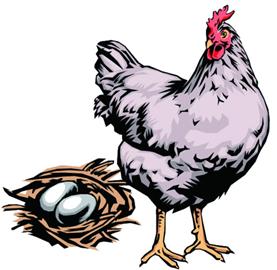 速成鸡事件后市民不敢吃肉食鸡 养鸡户真草鸡