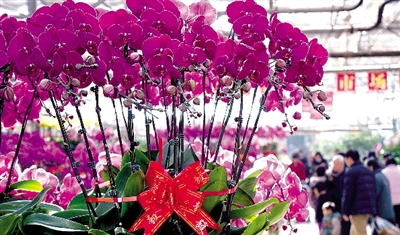 郑州陈寨花卉市场遭遇寒冬 单位订单销量缩水