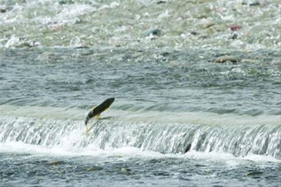 10年5次封湖,青海湖裸鲤增3万吨