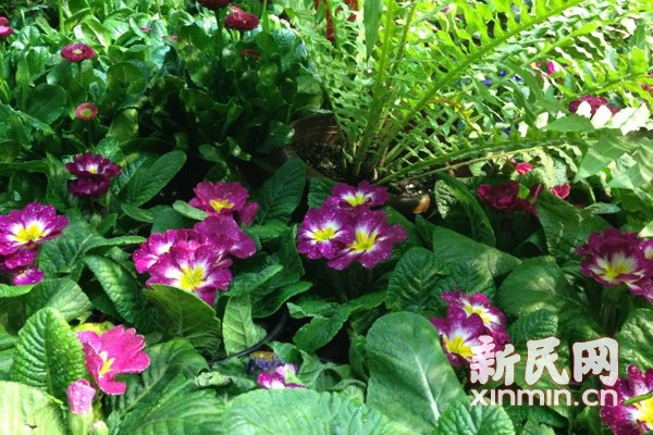 迷你 植物园 开进地铁站 绿意盎然乘客赞叹_资