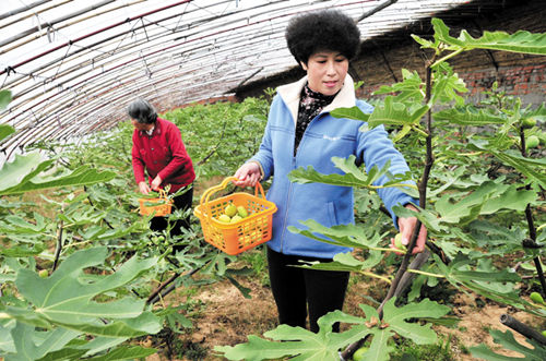 镇果农们采摘无花果