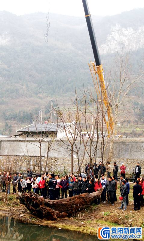 桐梓一乡镇村干部遇难题 挖出宝贝树根不知该