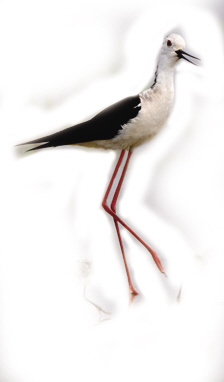 云桥湿地要扩好几倍 期待更多志愿者来呵护成