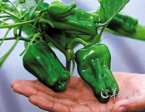 美国为何向中国推销转基因产品