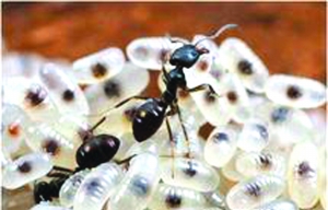 脚踏实地的昆虫<em>社会 男女比例</em>靠有用决定_资