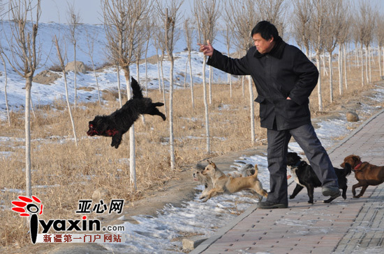 新疆库尔勒一流浪狗被撞 同伴为其站岗守候