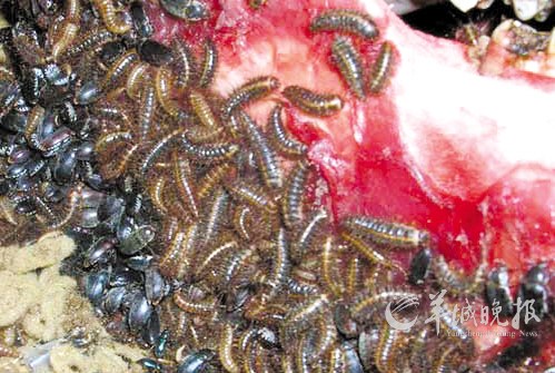 大自然的法医 食肉甲虫皮蠹