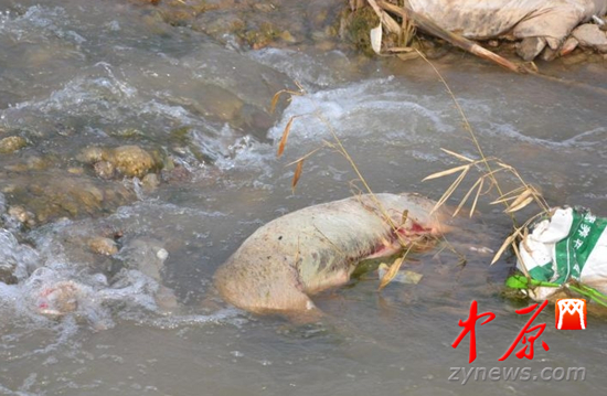 河南灵宝河面漂十余头死猪 距三门峡水库不足50公里