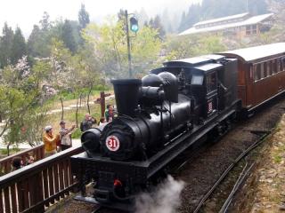 阿里山花季今登场 蒸汽老火车亮相(图)