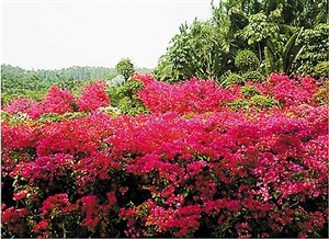 杜鹃花映红莲花山