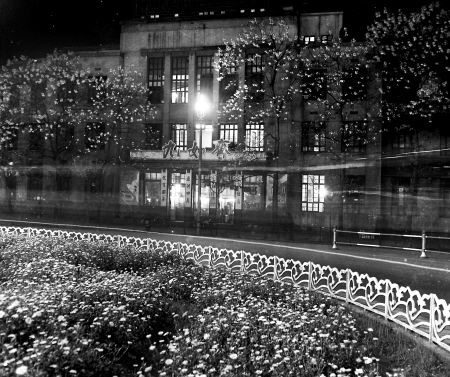 1983年五一广场泡桐花开的春夜