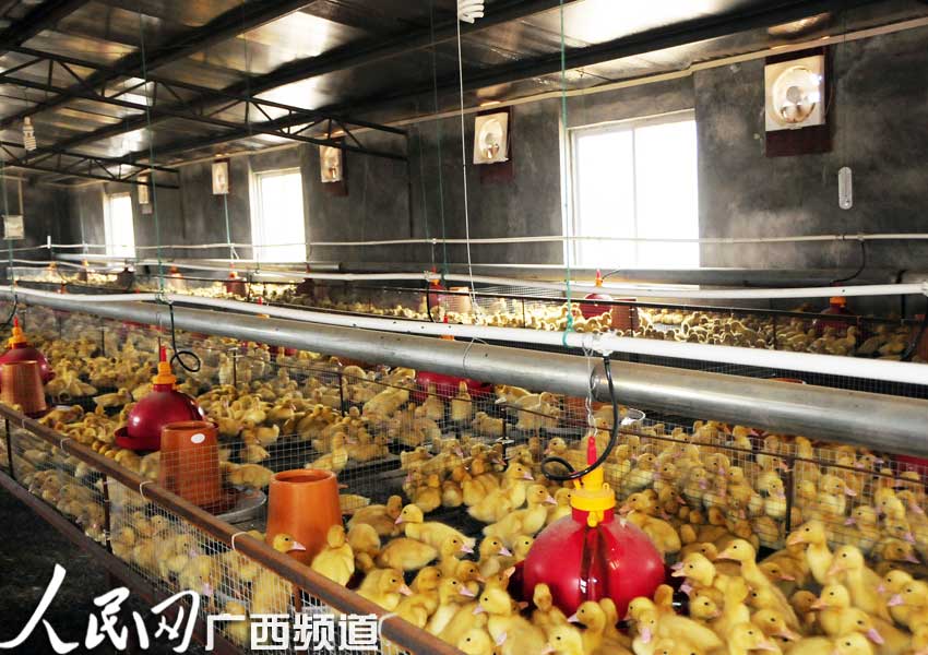 广西高峰林场林下肉鸭养殖基地奠基 一期投资