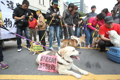 台湾宠物行业团体反对结扎犬只 艺人隋棠躺枪