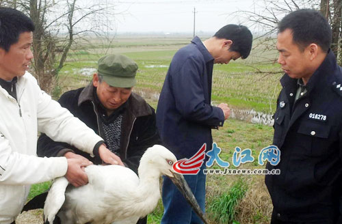 落单的东方白鹳被村民发现