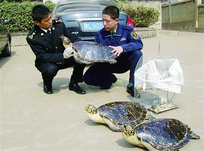 海关查获的那些奇葩违禁品:尸体神兽鳄鱼皮