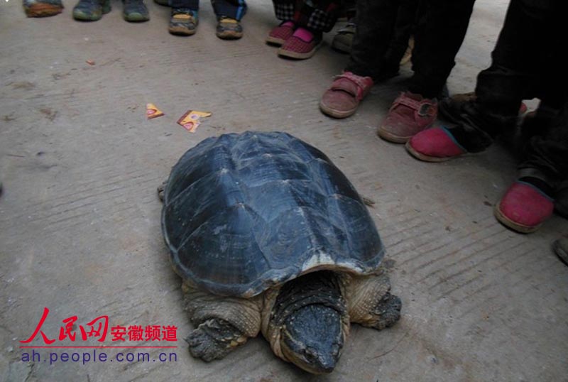 安徽宿松村民捕获神龟 身长相当三个月婴儿