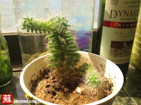 南京一写字楼内惊现爱洗澡的小鳄鱼?